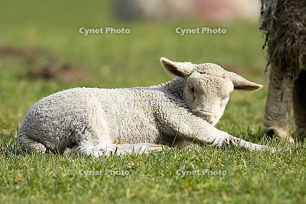 Domestic sheep (Ovis aries) juvenile baby lamb farm animal in a grass field in spring, England, United Kingdom [IBR124693103]
