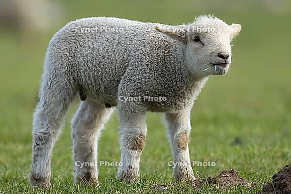 Domestic sheep (Ovis aries) juvenile baby lamb farm animal in a grass field in spring, England, United Kingdom [IBR124693104]