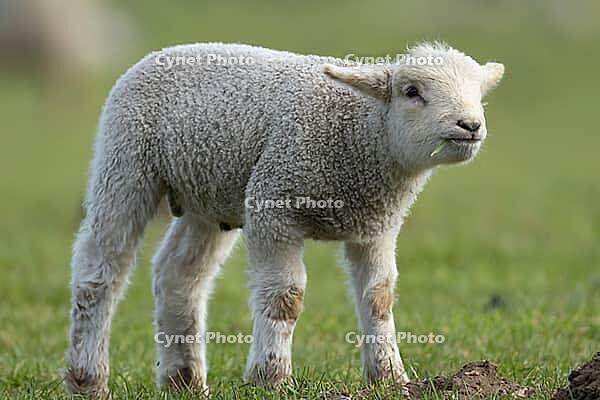 Domestic sheep (Ovis aries) juvenile baby lamb farm animal in a grass field in spring, England, United Kingdom [IBR124693105]