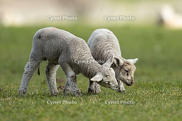 Domestic sheep (Ovis aries) two juvenile baby lamb farm animals in a grass field in spring, England, United Kingdom [IBR124693107]