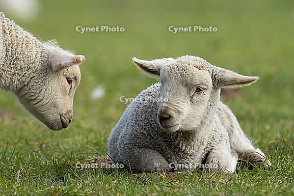 Domestic sheep (Ovis aries) two juvenile baby lamb farm animals in a grass field in spring, England, United Kingdom [IBR124693108]