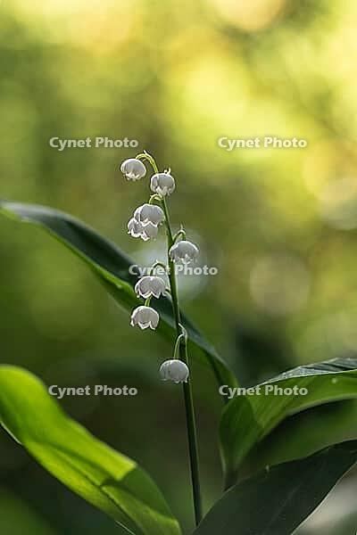Lily of the valley (Convallaria majalis), Emsland, Lower Saxony, Germany [IBR124693110]