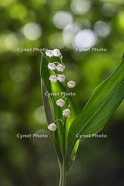Lily of the valley (Convallaria majalis), Emsland, Lower Saxony, Germany [IBR124693111]