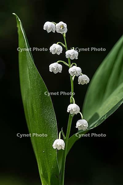 Lily of the valley (Convallaria majalis), Emsland, Lower Saxony, Germany [IBR124693112]
