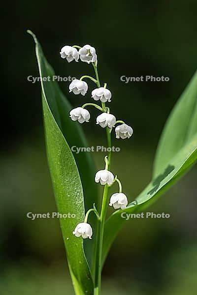 Lily of the valley (Convallaria majalis), Emsland, Lower Saxony, Germany [IBR124693113]