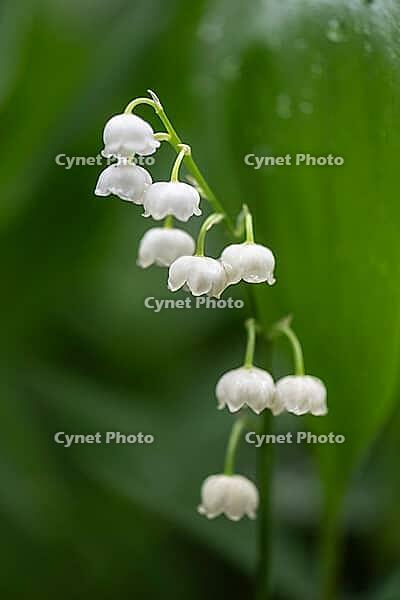 Lily of the valley (Convallaria majalis), Emsland, Lower Saxony, Germany [IBR124693115]