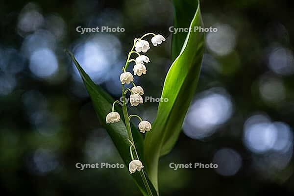 Lily of the valley (Convallaria majalis), Emsland, Lower Saxony, Germany [IBR124693116]
