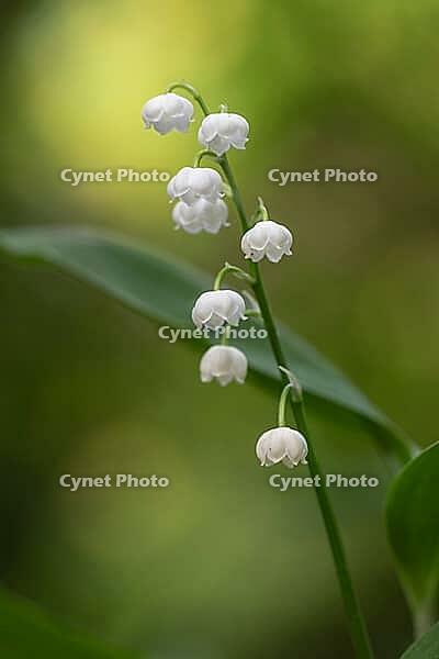 Lily of the valley (Convallaria majalis), Emsland, Lower Saxony, Germany [IBR124693117]