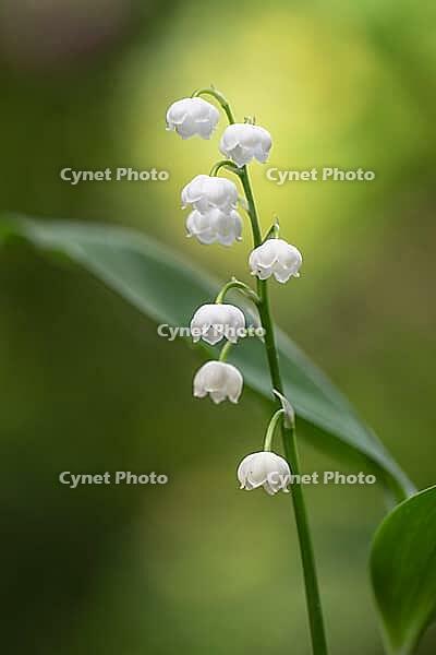 Lily of the valley (Convallaria majalis), Emsland, Lower Saxony, Germany [IBR124693118]