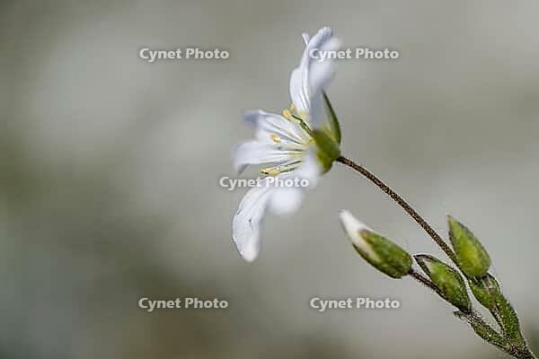 Field horsetail (Cerastium arvense), Emsland, Lower Saxony, Germany [IBR124693119]