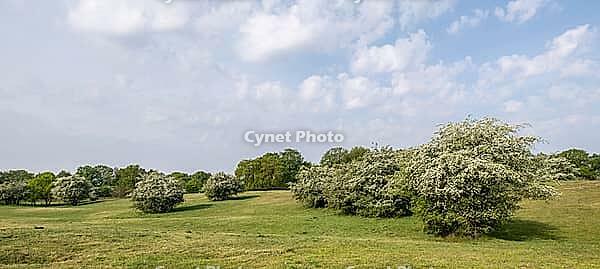 Hawthorn (Crataegus monogyna) in Hutelandschaft, Emsland, Lower Saxony, Germany [IBR124693120]