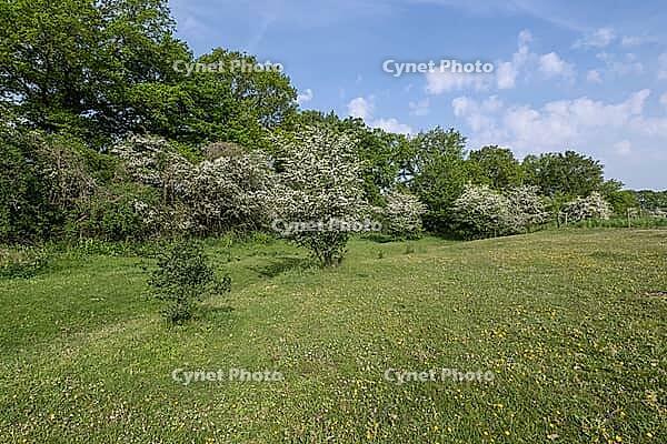 Hawthorn (Crataegus monogyna) in Hutelandschaft, Emsland, Lower Saxony, Germany [IBR124693122]