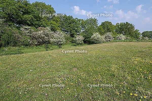 Hawthorn (Crataegus monogyna) in Hutelandschaft, Emsland, Lower Saxony, Germany [IBR124693123]