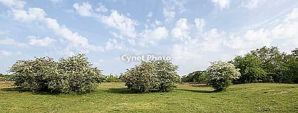 Hawthorn (Crataegus monogyna) in Hutelandschaft, Emsland, Lower Saxony, Germany [IBR124693124]