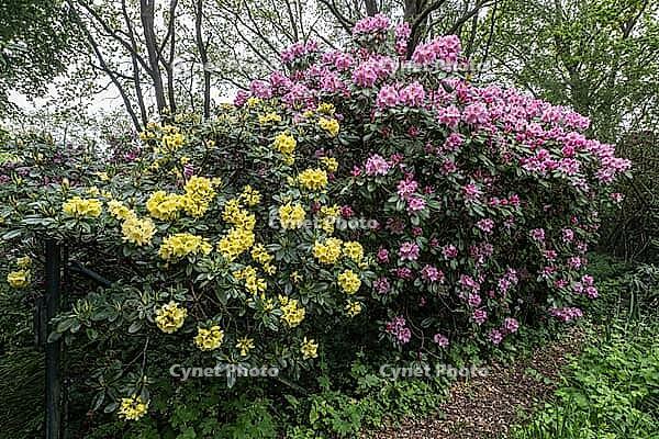 Rhododendron blossom (Rhododendron Hotei and Scintillation), Emsland, Lower Saxony, Germany [IBR124693126]