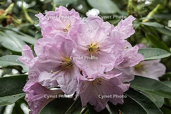 Rhododendron blossom (Rhododendron fortunei), Emsland, Lower Saxony, Germany [IBR124693127]