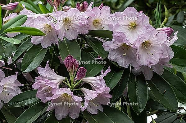 Rhododendron blossom (Rhododendron fortunei), Emsland, Lower Saxony, Germany [IBR124693128]