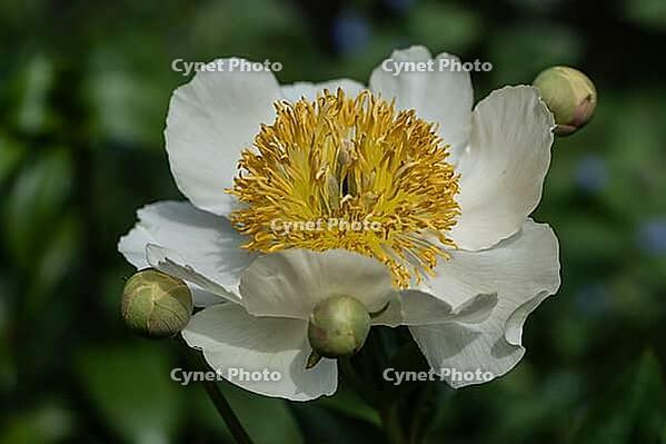 Peony (Paeonia Claire de Lune), Emsland, Lower Saxony, Germany [IBR124693130]