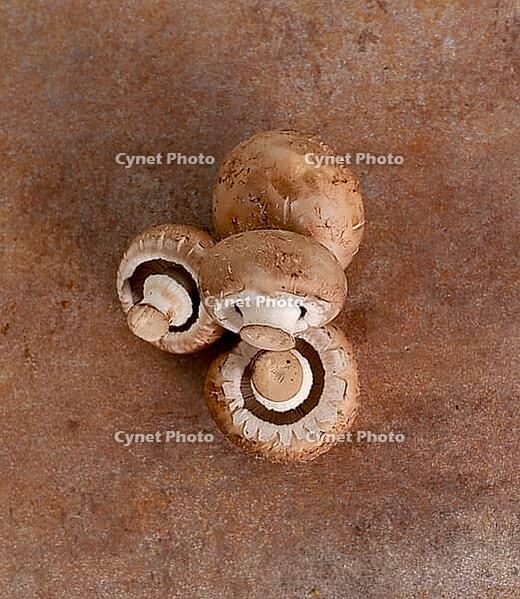 Fungus. Mushrooms on the table [IBR124724835]