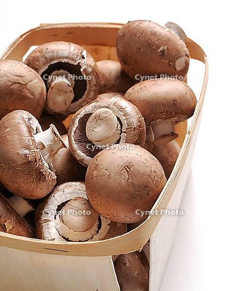Fungus. Mushrooms on the table [IBR124724862]