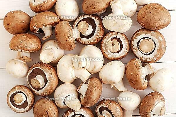 Fungus. Mushrooms on the wooden table [IBR124724863]
