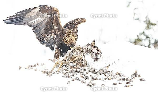 Golden eagle (Aquila chrysaetos) Austria [IBR124748850]