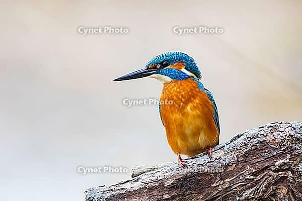 Kingfisher (Alcedo atthis) ml Germany [IBR124748851]