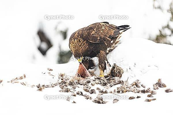 Golden eagle (Aquila chrysaetos) Austria [IBR124748852]