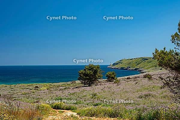 Landscape in Apulia with blooming wildflowers in spring on the Adriatic coast south of Otranto, Italy [IBR124748891]