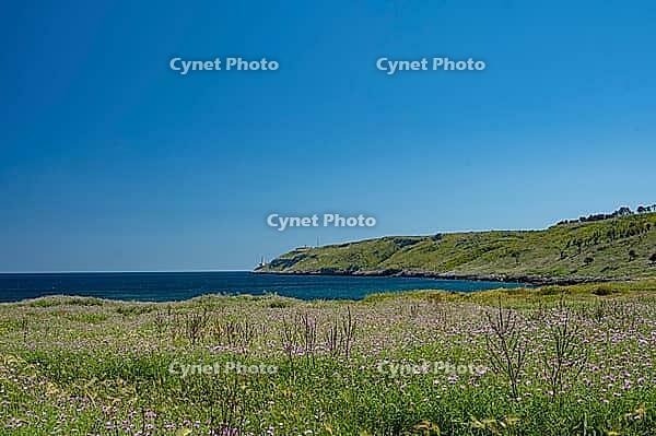 Landscape in Apulia with blooming wildflowers in spring on the Adriatic coast south of Otranto, Italy [IBR124748892]
