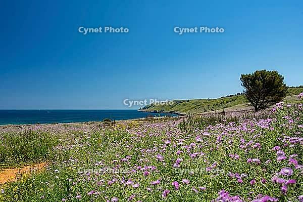Landscape in Apulia with blooming wildflowers in spring on the Adriatic coast south of Otranto, Italy [IBR124748895]