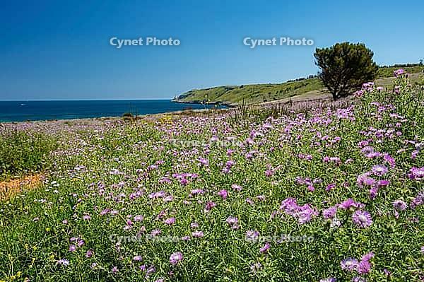 Landscape in Apulia with blooming wildflowers in spring on the Adriatic coast south of Otranto, Italy [IBR124748897]