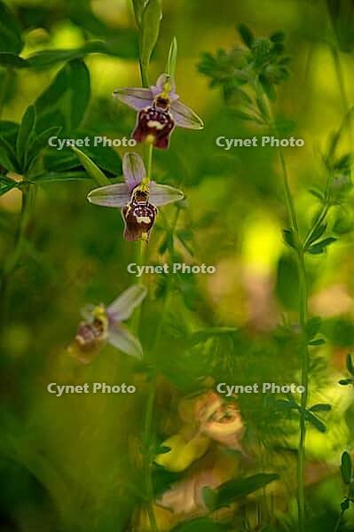 Bumblebee ragwort in Puglia, Italy, orchid, Ophrys holoserica [IBR124748898]