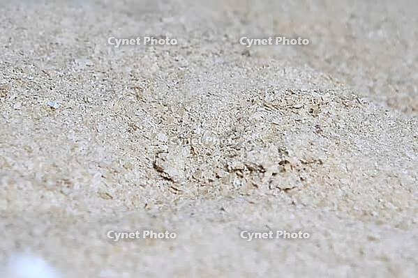 Dried powder with fertilizer for growing mushrooms on the farm. raw materials for the mushroom industry [IBR124748910]