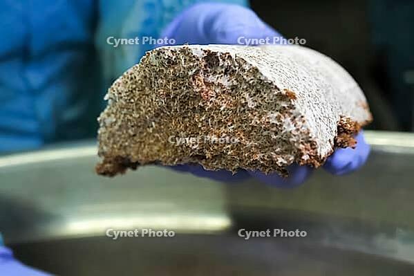 Raw briquette with mushroom mycelium, breaking it, down for laying in mushroom substrates [IBR124748911]