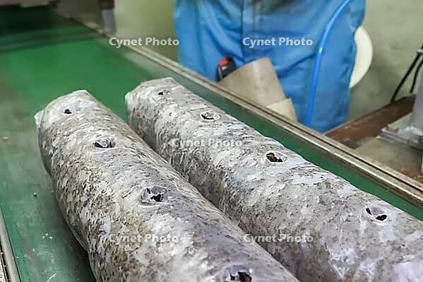 Preparation, of mushroom briquettes for use - perforation and laying of mushroom mycelium [IBR124748912]