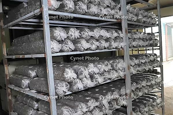 Briquettes for growing mushrooms, are stored for the germination of mycelium, waiting for the growth of mycelium [IBR124748913]