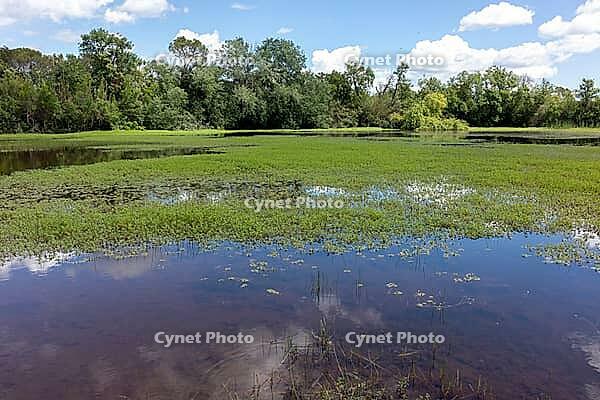 Shallow pond water with red soil, aquatic plants, and cloud reflections [IBR124748929]