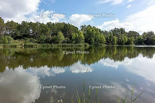 Floating plants fill the foreground under blue sky and white clouds [IBR124748931]