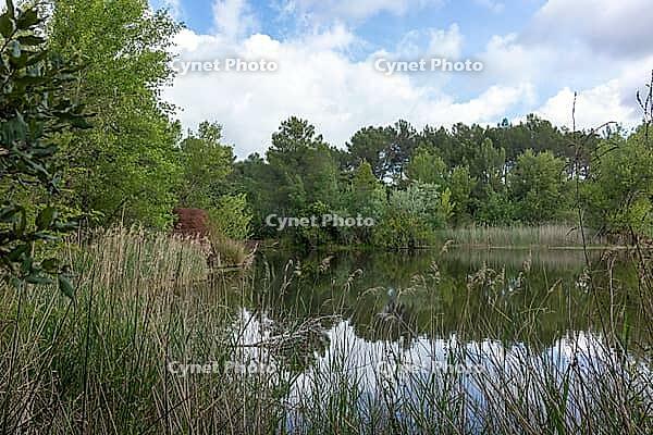 Floating plants fill the foreground under blue sky and white clouds [IBR124748932]