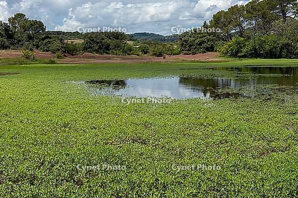 Shallow pond water with red soil, aquatic plants, and cloud reflections [IBR124748935]