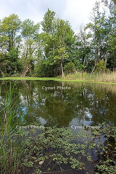 Floating plants fill the foreground under blue sky and white clouds [IBR124748938]