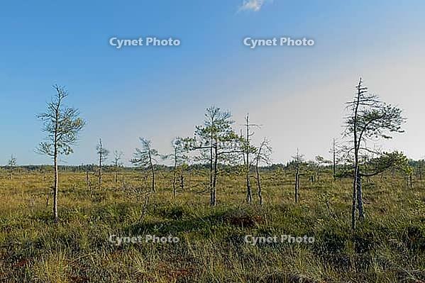 Bog landscape at Valkmusa National Park in summer, Pyhtää, Finland [IBR124748942]
