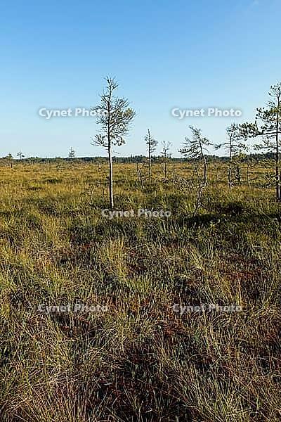 Bog landscape at Valkmusa National Park in summer, Pyhtää, Finland [IBR124748943]