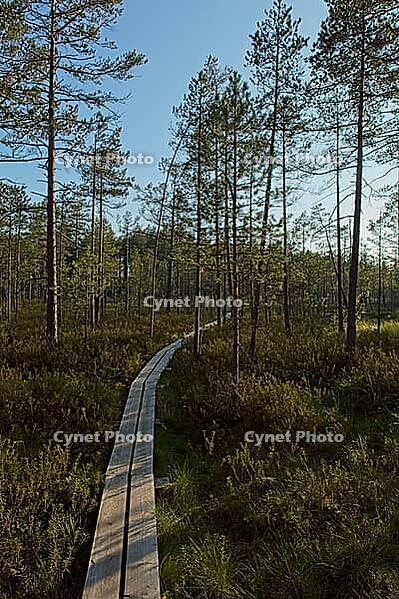 Wooden hiking trail at Valkmusa National Park in summer, Pyhtää, Finland [IBR124748944]