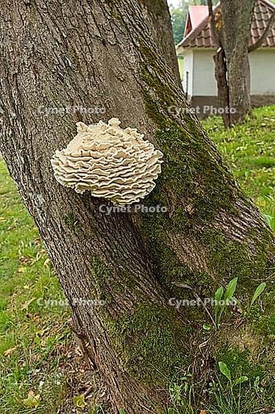 Close-up view of limacodon septentrionalis, commonly known as the northern tooth fungus or the white rot fungus that causes rot on a tree trunk in summer, Hakunila, Vantaa, Finland [IBR124748945]