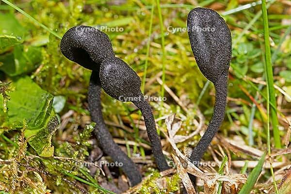 Black earthen tongue three fruiting bodies with black stems with contrasting headparts in green meadow, Sandharlandener Heide, Bavaria, Germany [IBR124748946]