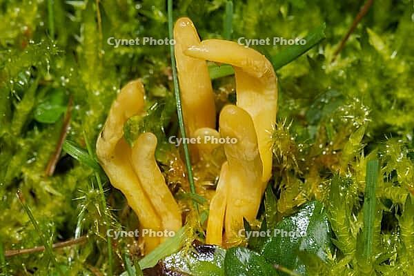 Beautiful meadow leg fruiting body a few yellow twisted branches next to each other in green meadow, Buchhofen, Bavaria, Germany [IBR124748947]