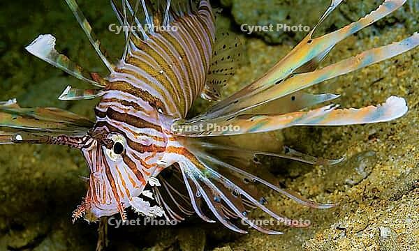 Devil Firefish, Common Lionfish, Pterois miles, Red Sea, Egypt [IBR124794748]