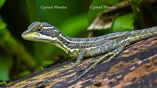 Common Basilisk, Basiliscus basiliscus, Tropical Rainforest, Boca Tapada, Alajuela Province, Costa Rica, America [IBR124794749]